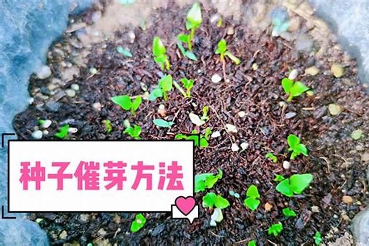 猕猴桃果苗树枝发黑叶子枯萎树根你可能好,需不需要剪掉树枝？。