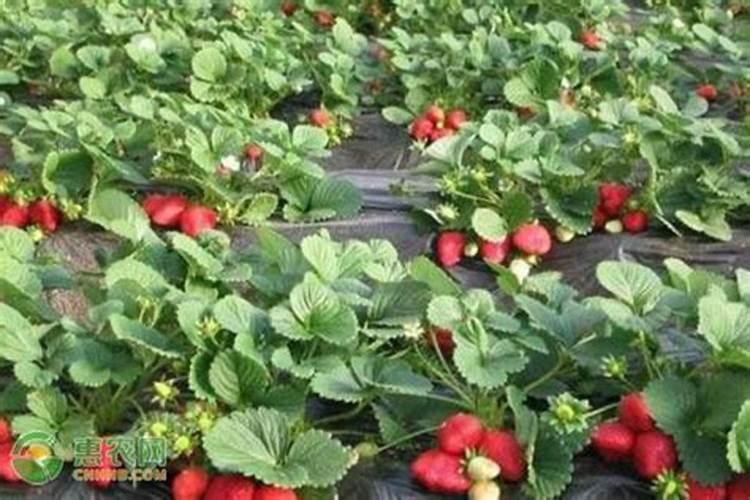 白露以后还能给丹参施肥吗？