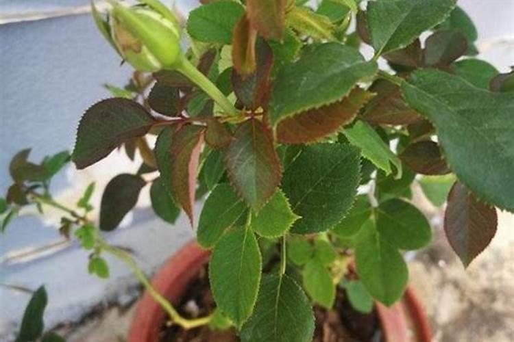请问,丹参种植如何施底肥？