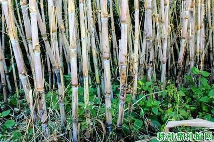 大田作物开春补钙很重要,原因是什么呢？