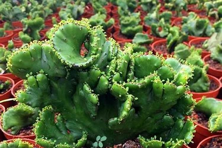 广西十大甘蔗之乡