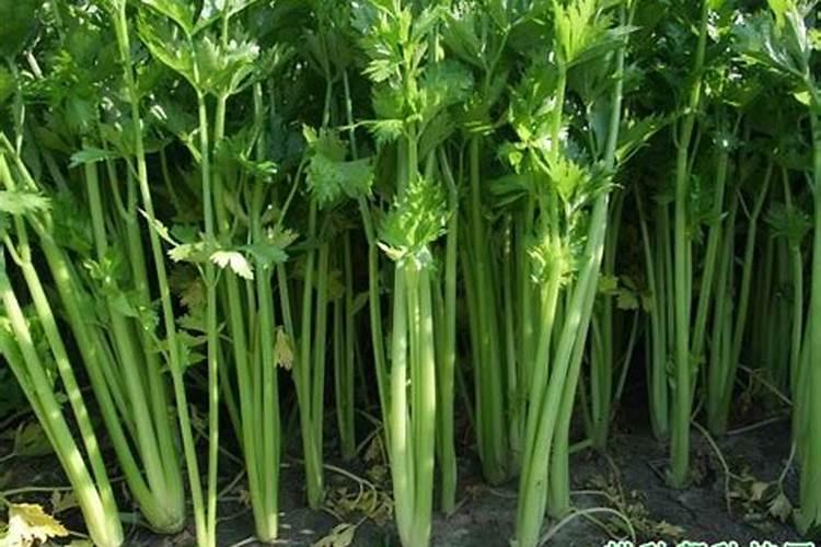 芹菜间苗后冲什么肥料