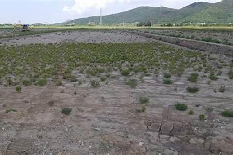 盐碱地用一铵还是二铵 怎么改良
