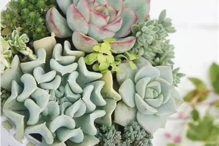 西红柿开花期能浇水吗