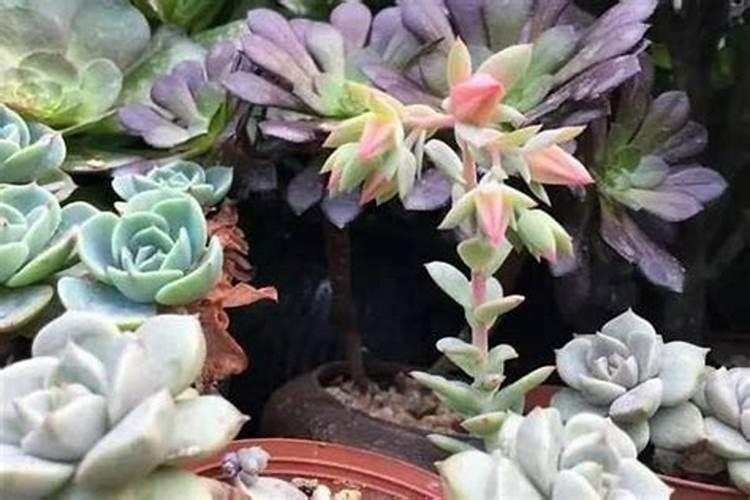 无土栽培的兰花是怎样管理的？