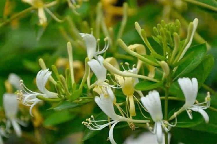 三角梅花期后如何施肥一个月后花苞满满