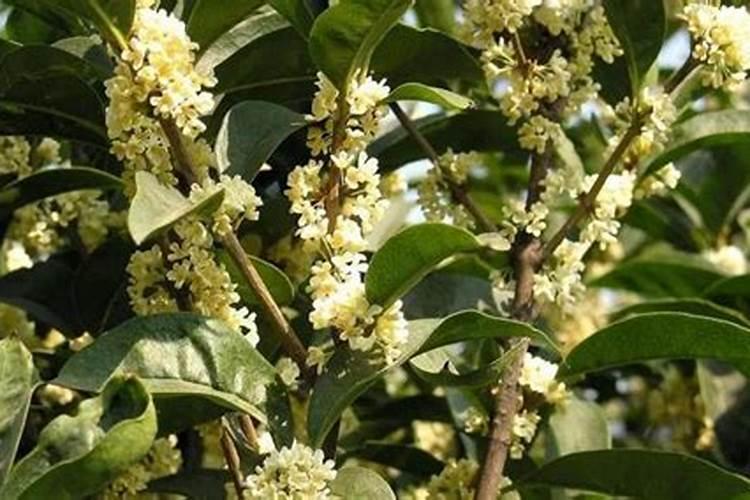 桂花施什么肥料最好