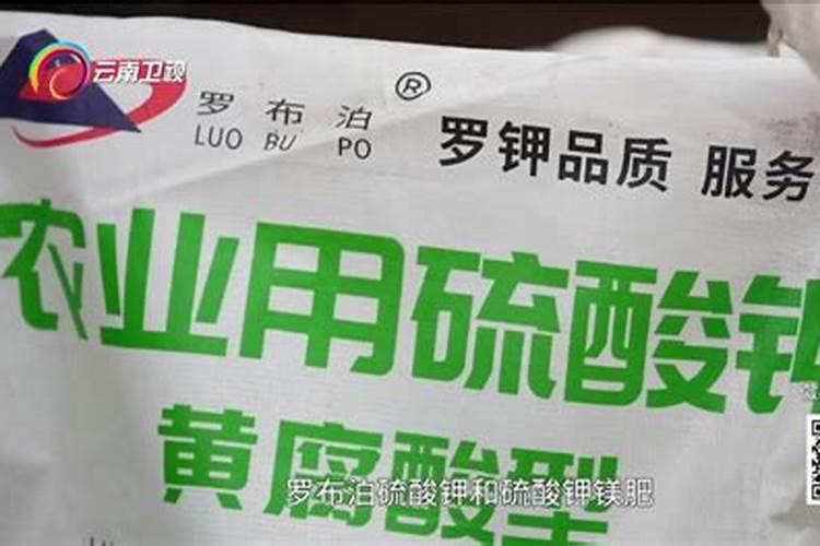 大黄豆开花期能浇水吗？