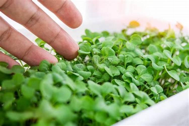 大量磷肥烧根吗,磷肥怎样使用才是正确的
