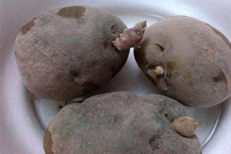 多肉叶片肥可以吧(多肉可以叶面施肥吗)