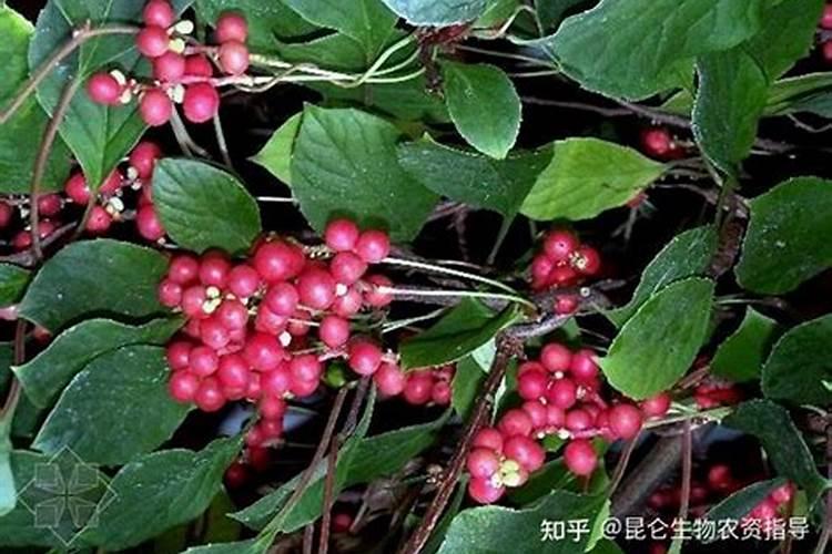 五味子叶子枯萎怎么办？