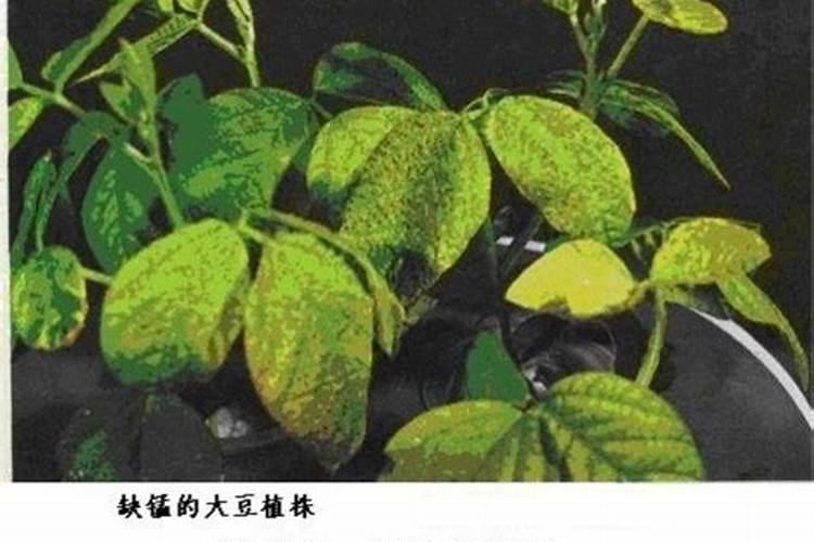 柑橘开花时期适合用啥肥料