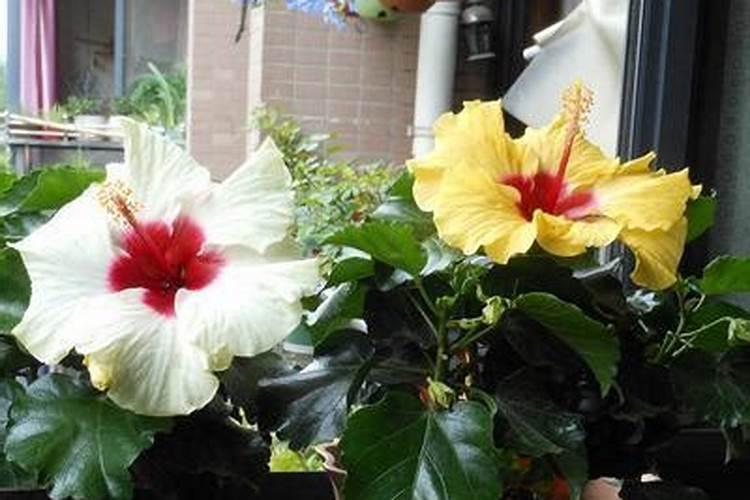 打西瓜地除草剂可以加硼肥吗？
