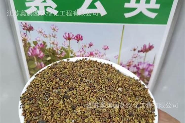 绿肥红苕子什么时候种植