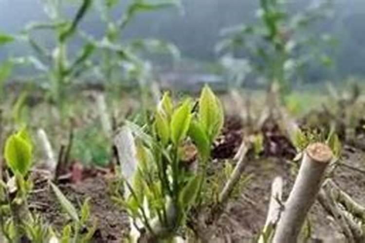 茶叶用什么肥料最好