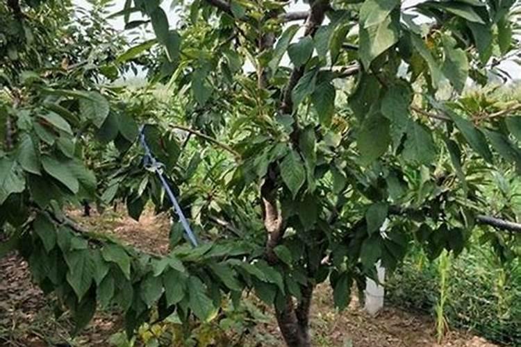 李子初花期喷芸苔素好还是落花期喷芸苔素好？原因是什么？