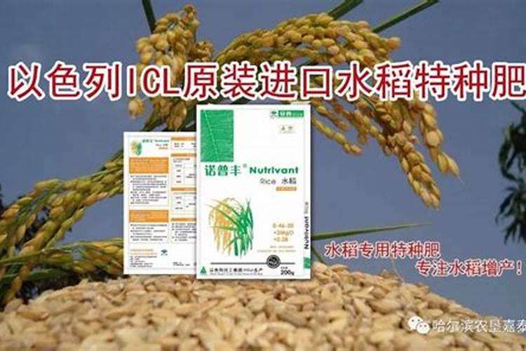 水稻破口期用什么叶面肥好