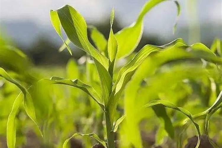 黄叶病主要危害洋白菜叶面,洋白菜黄叶病该怎么防治？