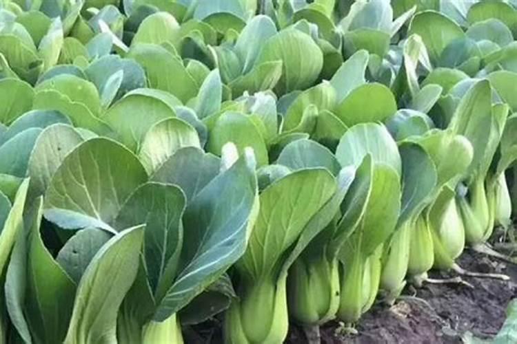 上海青种植时间和方法 上海青怎么种植