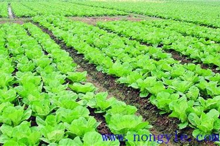 种大白菜应多施什么肥料？