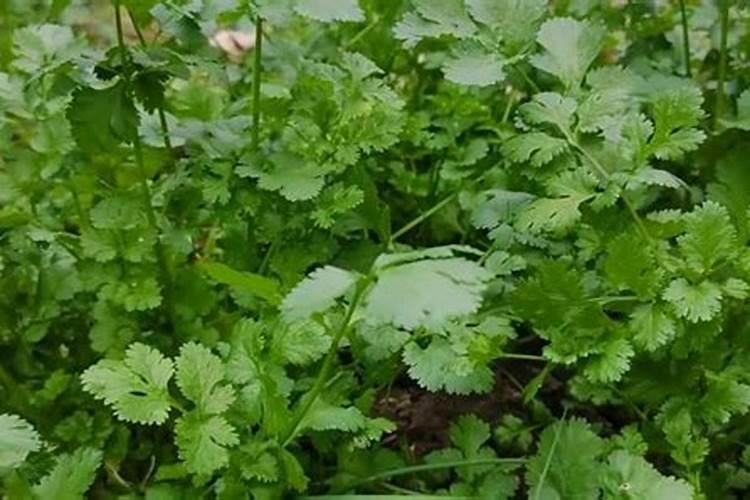 种香菜用什么肥料好？