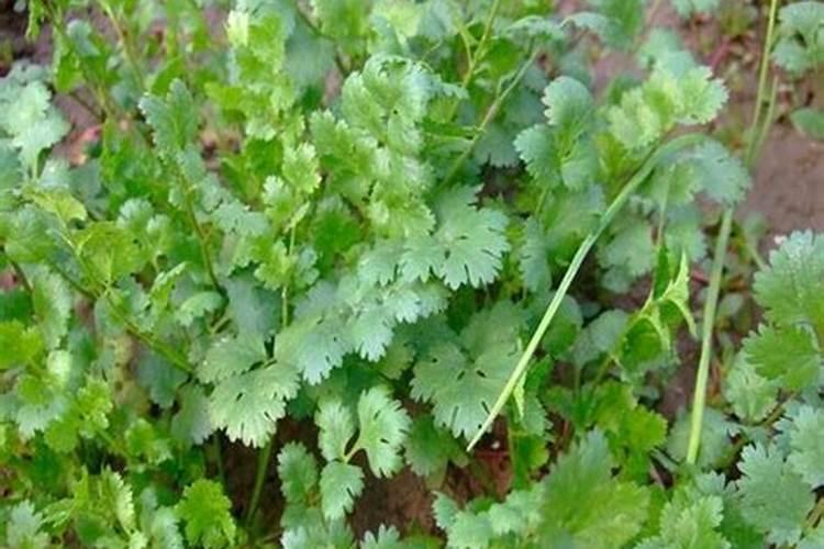 芫荽的施肥如何掌握？