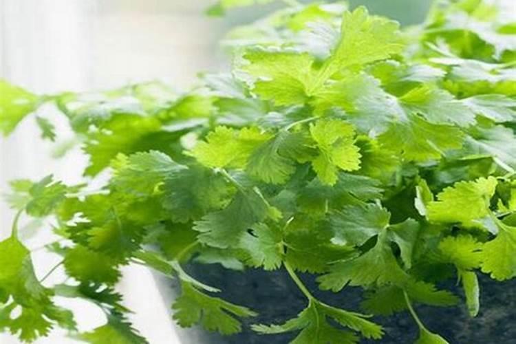 芫荽的施肥如何掌握？