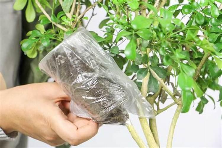 米兰用什么肥料最好