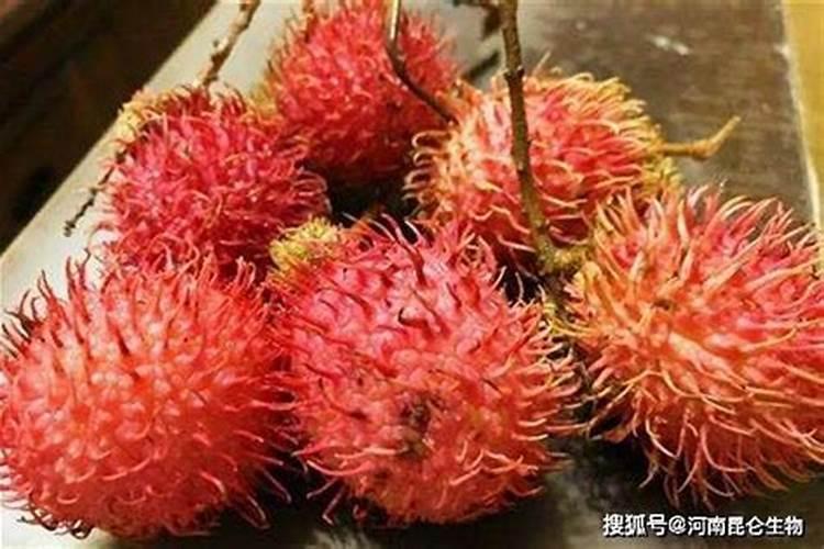 种红毛丹用什么土比较好