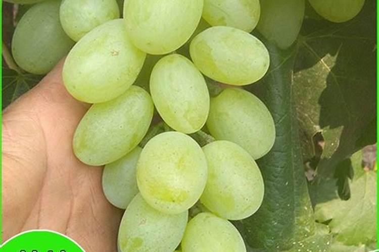 樱桃采摘后施什么肥料好