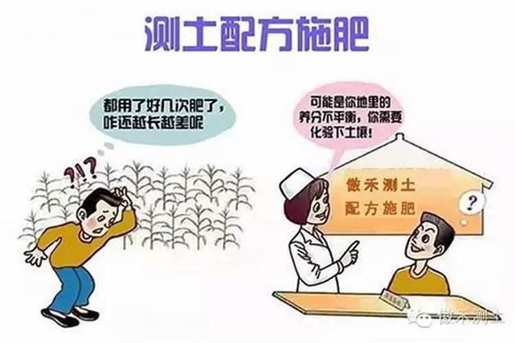金边黄杨如何养殖和禁忌 金边黄杨的养殖方法和注意事项