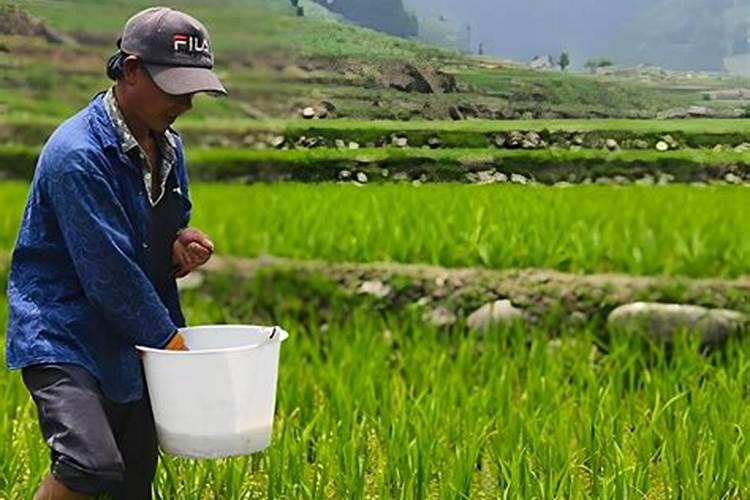 山东寿光菜农说:我们不用水溶肥