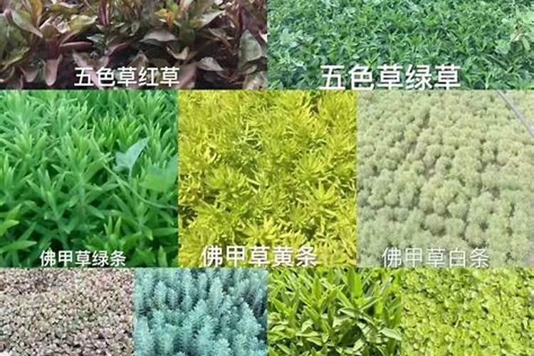 什么是泥炭肥,以及其作用