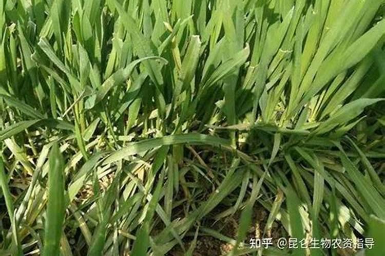 冬小麦发黄是什么原因