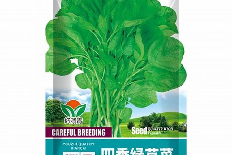 汉菜为什么会卷叶？