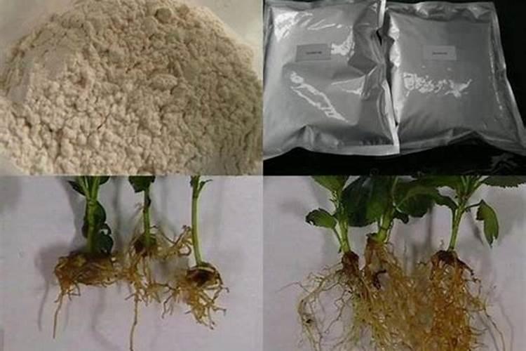 种芝麻用什么肥料好