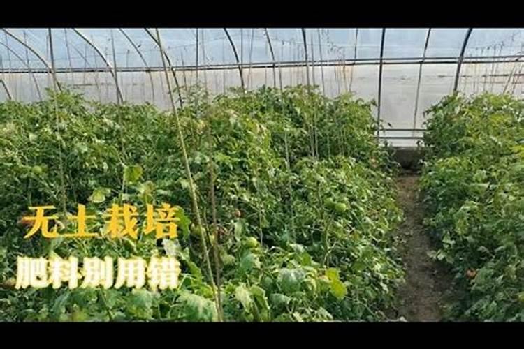 黄瓜栽植前上黄豆好不好底肥？