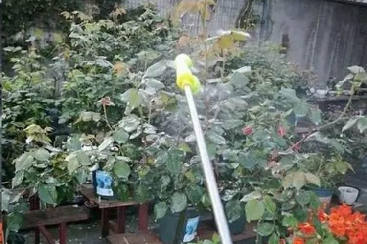 入腊红在种植时,怎样就可以预防坏果的发生？