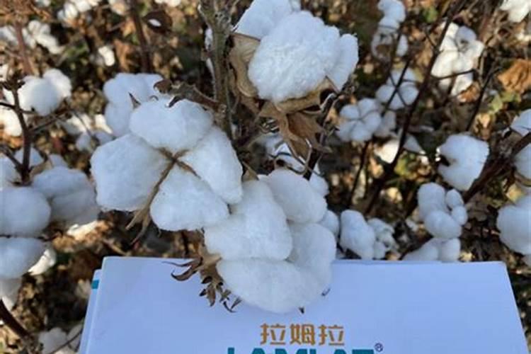 关于茶马古道的一些线路记载