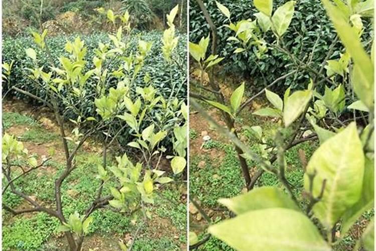 柑橘树施肥方法是怎样的？