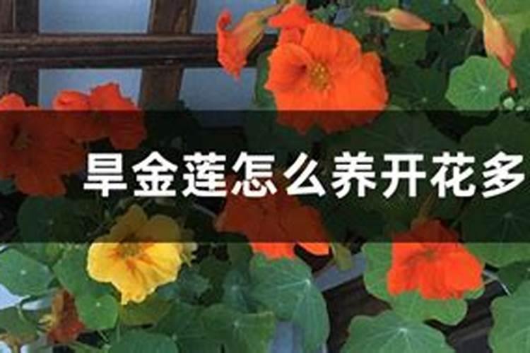 硅酸锂的多硅酸锂及其水溶液