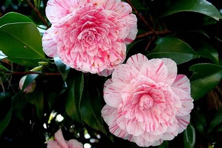 菊花施什么肥料好