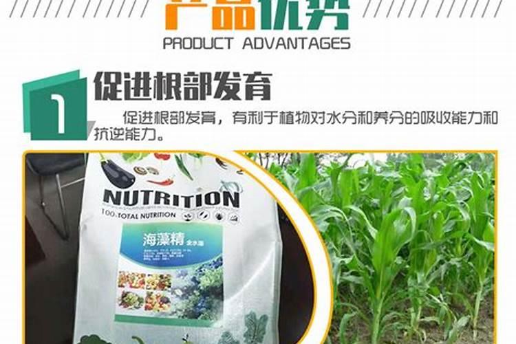 植物施肥过多烧根了怎么办