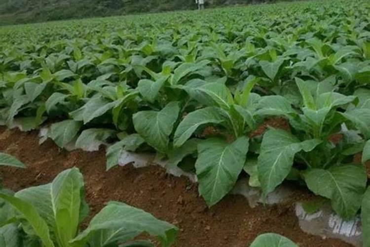 为什么有机肥效果比一般肥料好