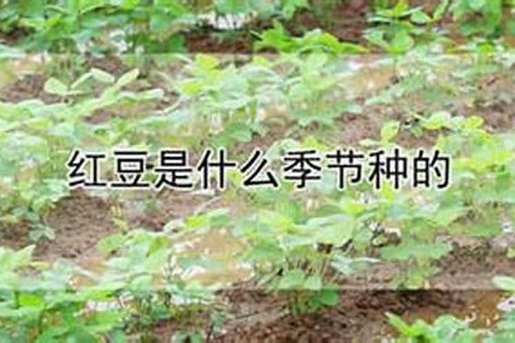 红小豆高产的方法是什么 如何科学种植红小豆