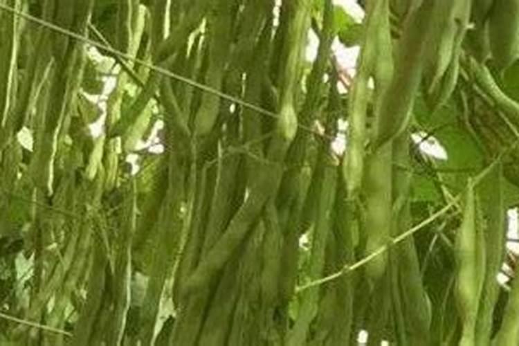 芸豆什么时候施肥
