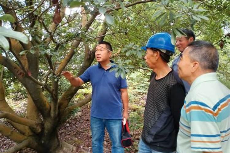 磷酸二氢钾灌根好还是喷叶好  水溶肥是喷叶好还是灌根好