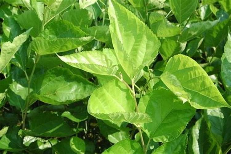 麦苗儿多嫩,桑叶儿正肥是什么季节