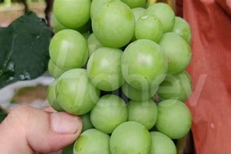 海藻精不能和什么肥料混用