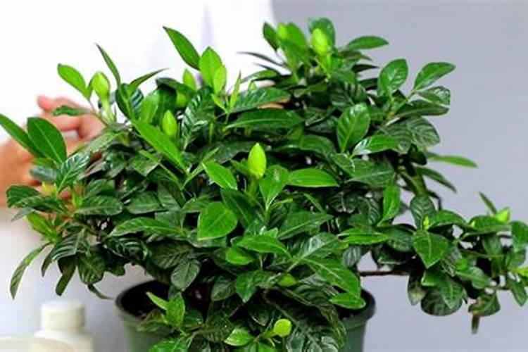 栀子花施什么肥好